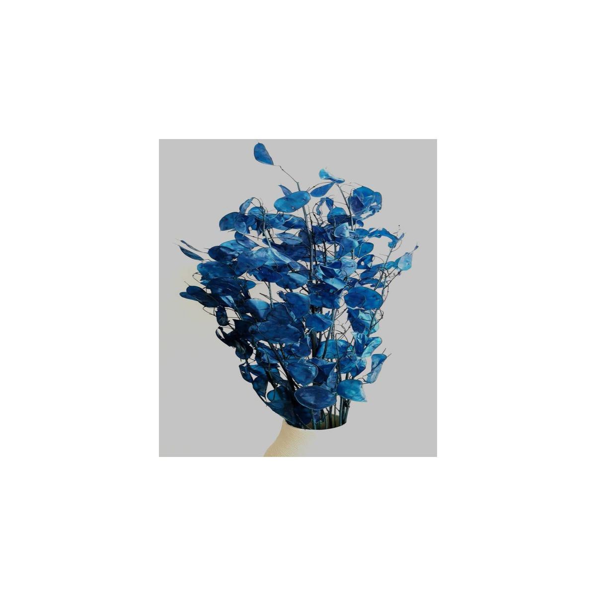 GENERICO - Ramo de lunaria natural azul