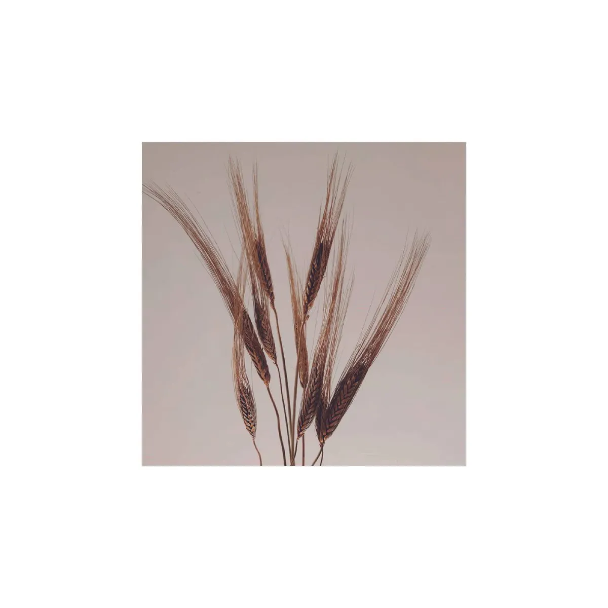 GENERICO - Pack de espiga natural dorada