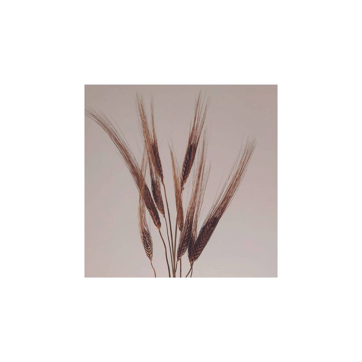 GENERICO - Pack de espiga natural dorada