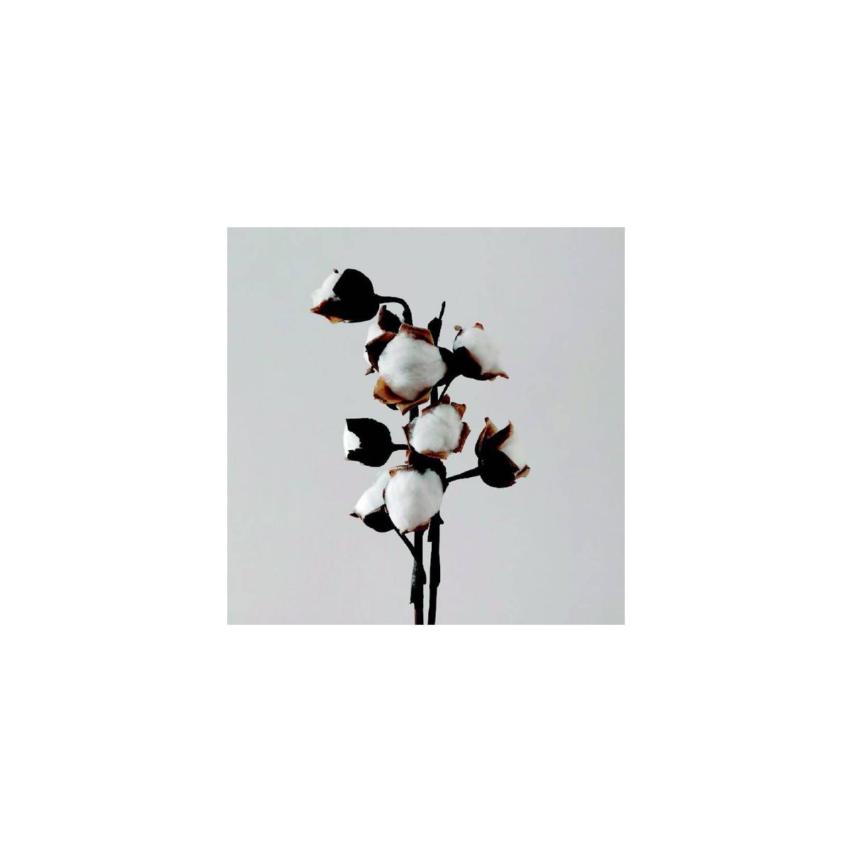 GENERICO - Ramo de algodón natural blanco