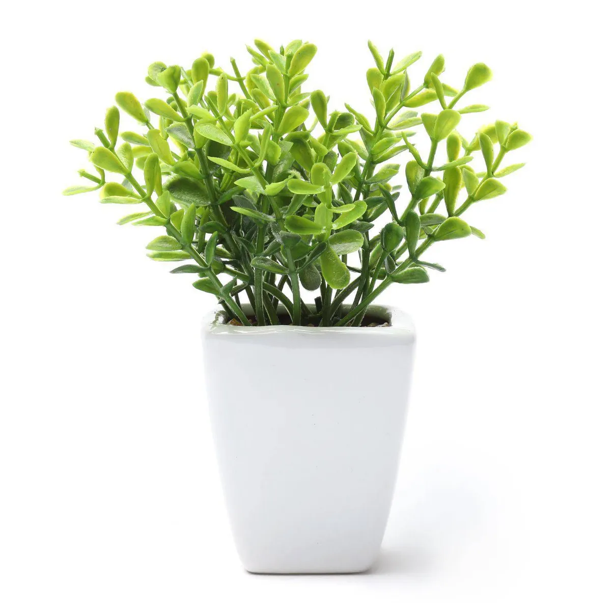 GENERICO - Planta con Maceta Blanca 14x5cm