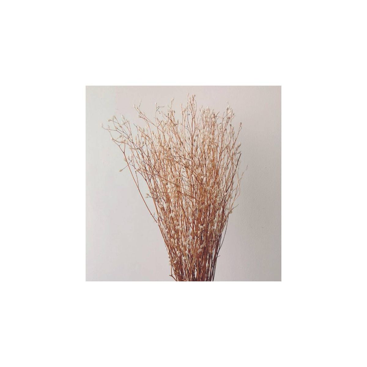 GENERICO - Ramo de arrocillo natural blanco