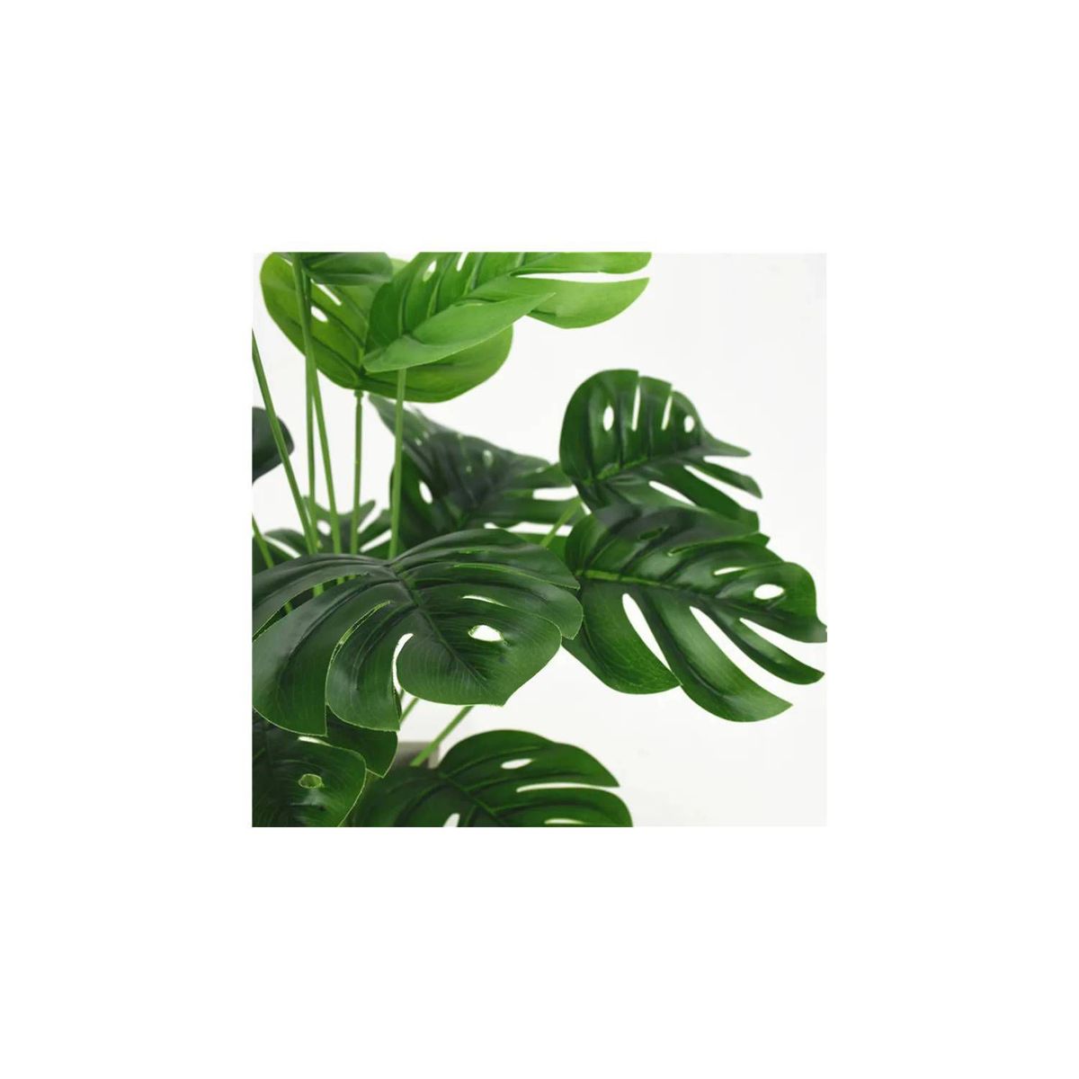 GENERICO - Planta Costilla de Adám 0.70 cm