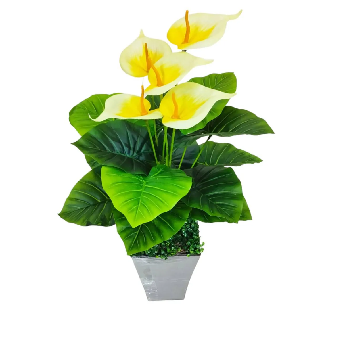 GENERICO - Anturio Amarillo 70 cm