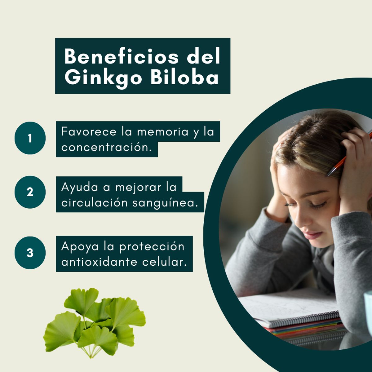 DINOA - Ginkgo Biloba Pote de 80gr Dinoa -Memoria - Concentración - Circulación