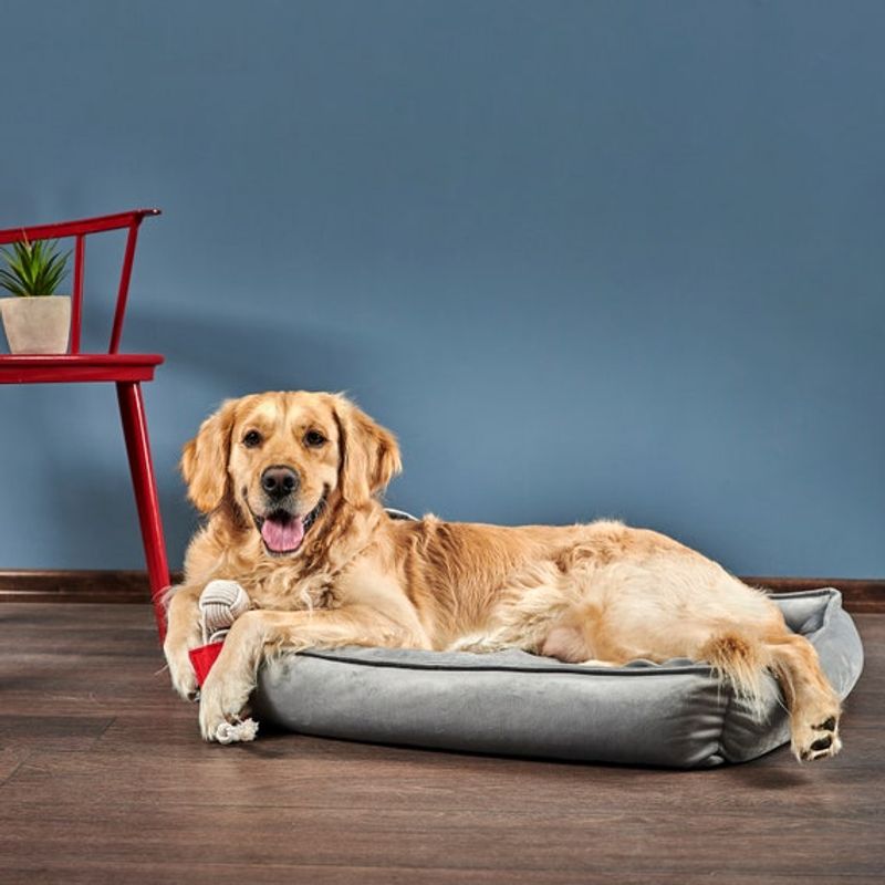 NACIONAL - CAMA PARA PERROS ANTIALÉRGICA TALLA L PLOMO LAVABLE