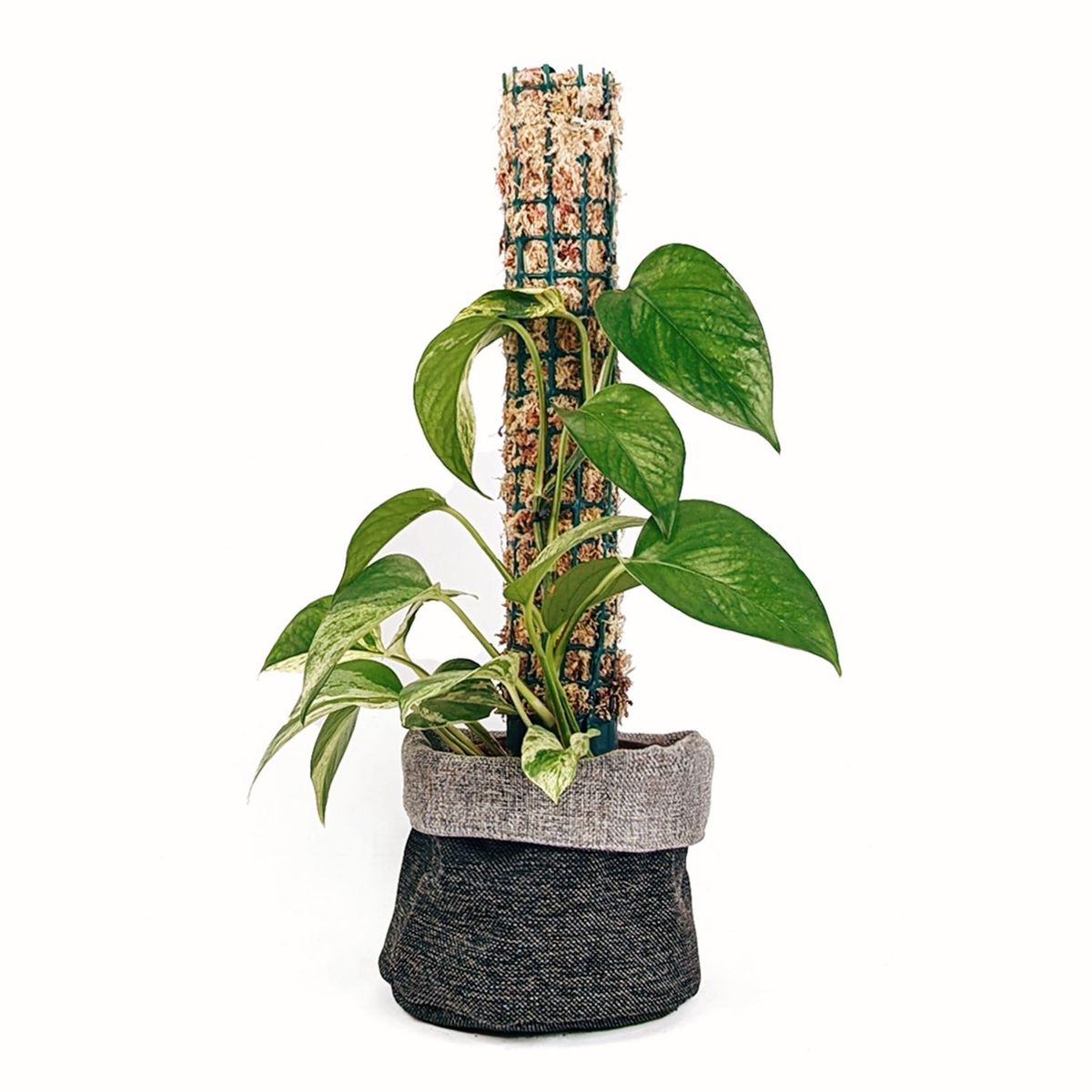 UN CUARTO VERDE - Tutor de musgo Pequeño para plantas UN CUARTO VERDE parante tutor 40cm