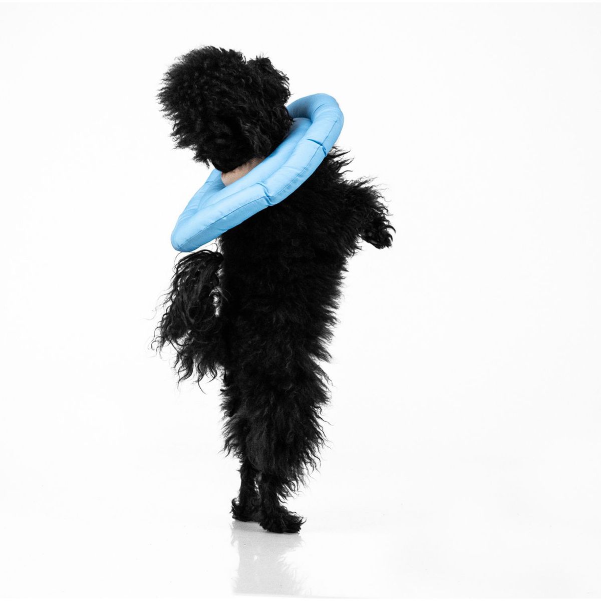 BUDDIES - Buddies Donut Anti-lamidos Collar Isabelino Azul S