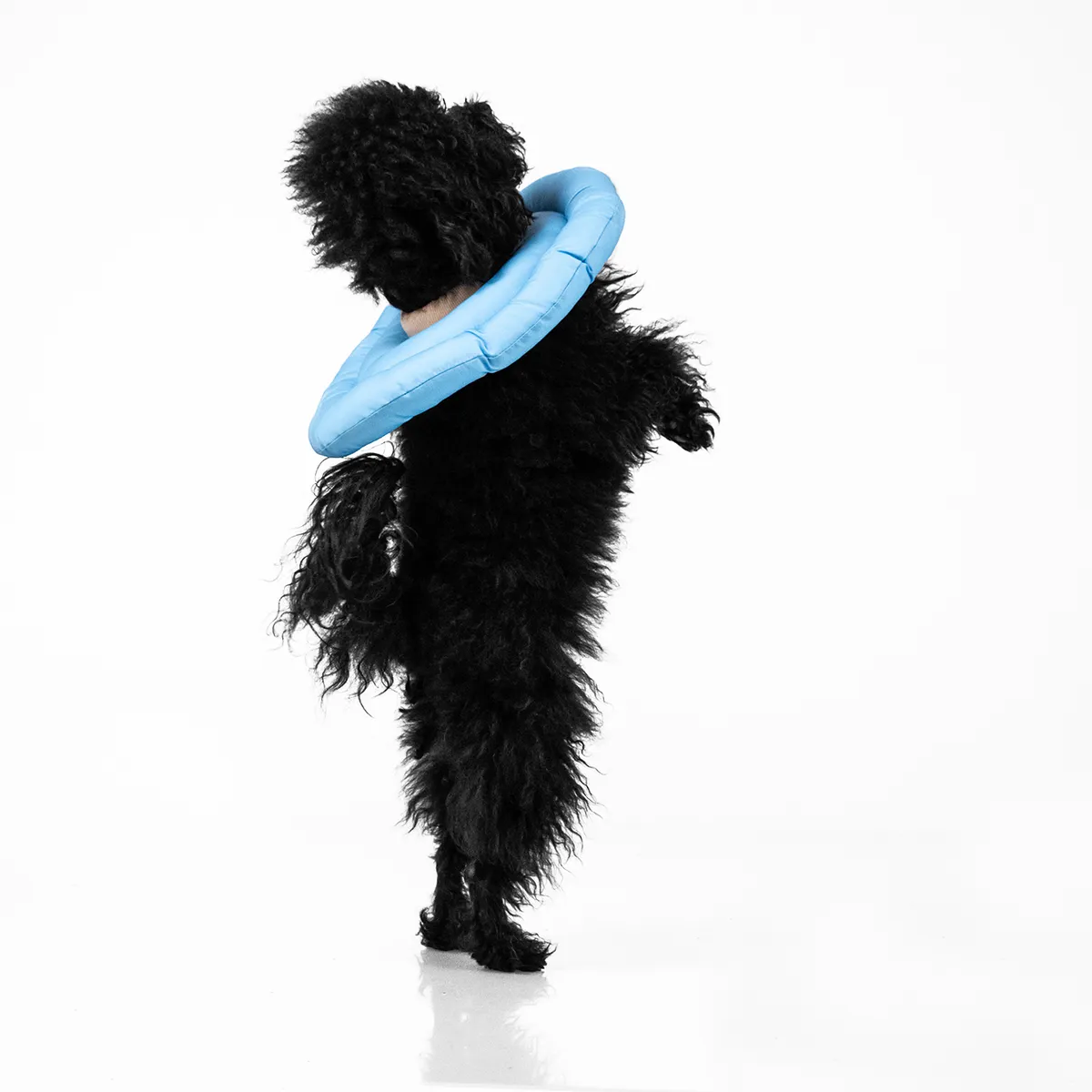 BUDDIES - Buddies Donut Anti-lamidos Collar Isabelino Azul M