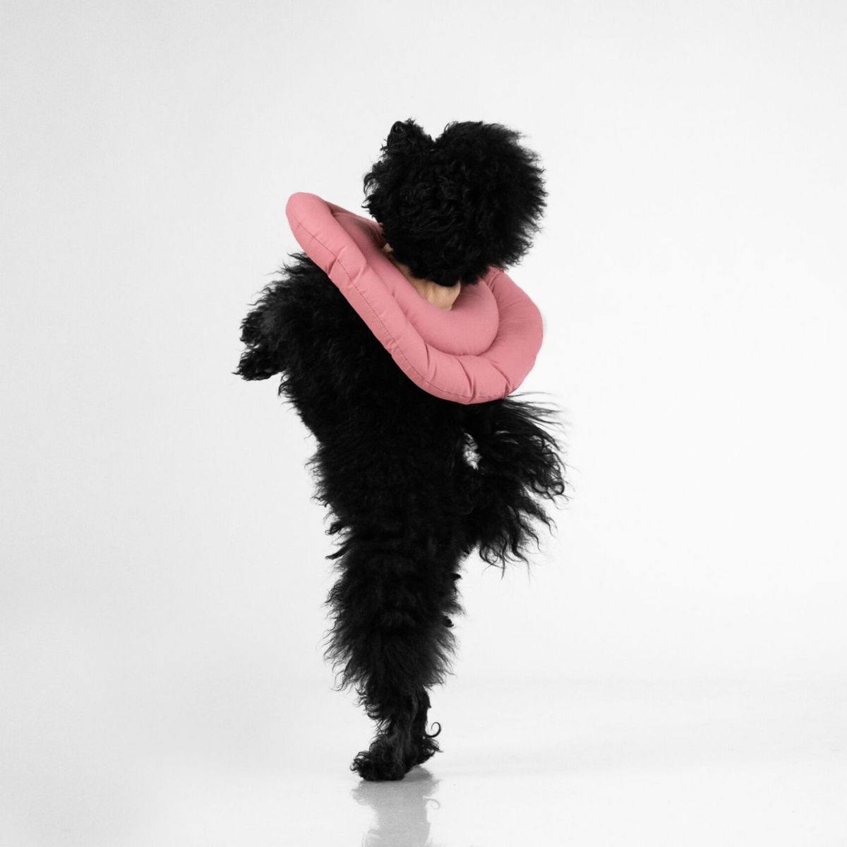 BUDDIES - Buddies Donut Anti-lamidos Collar Isabelino Rosa M