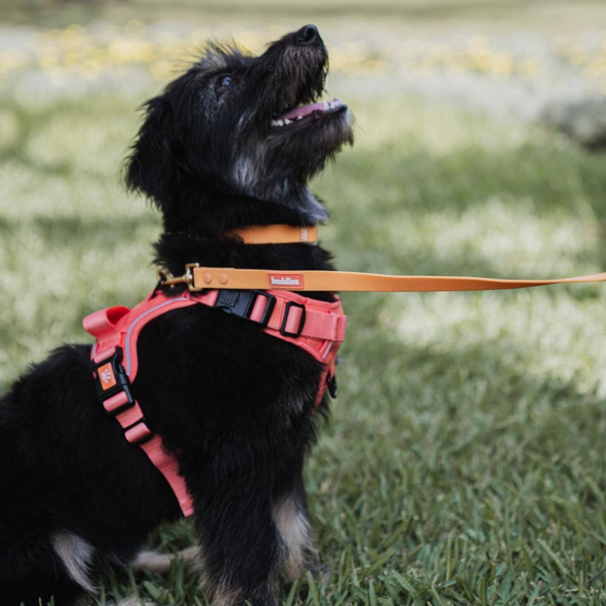 GENERICO - Buddies Arnés Pechera Para Perros Paseos Naranja L