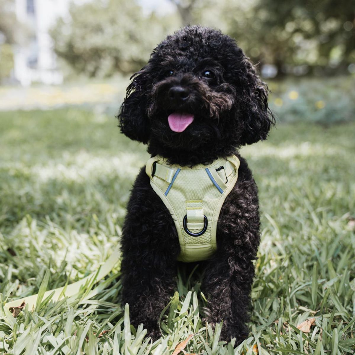 BUDDIES - Buddies Arnés Pechera Para Perros Paseos Verde XS