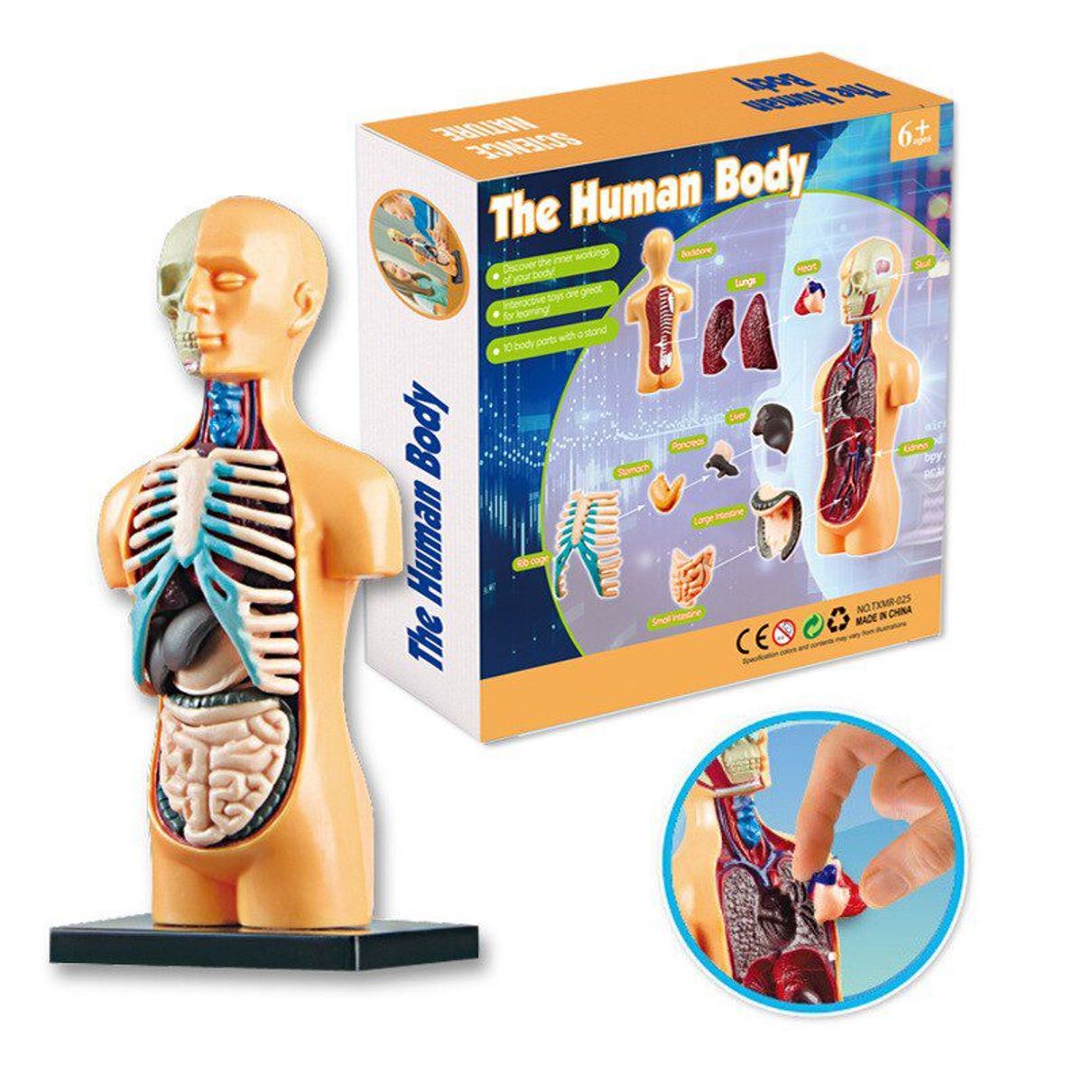 GENERICO - MONTESSORI ROMPECABEZAS 3D EDUCATIVO - TORSO HUMANO