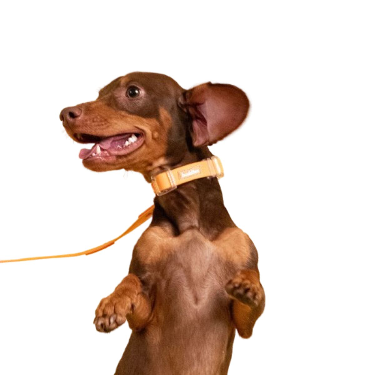 BUDDIES - Collar Para Perros Ajustable Naranja M y L