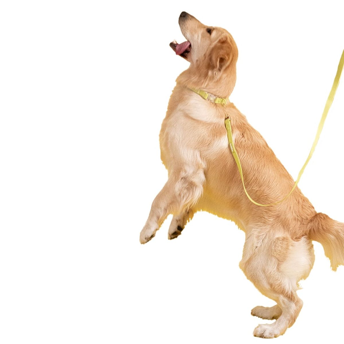 BUDDIES - Collar Para Perros Ajustable Verde M-L