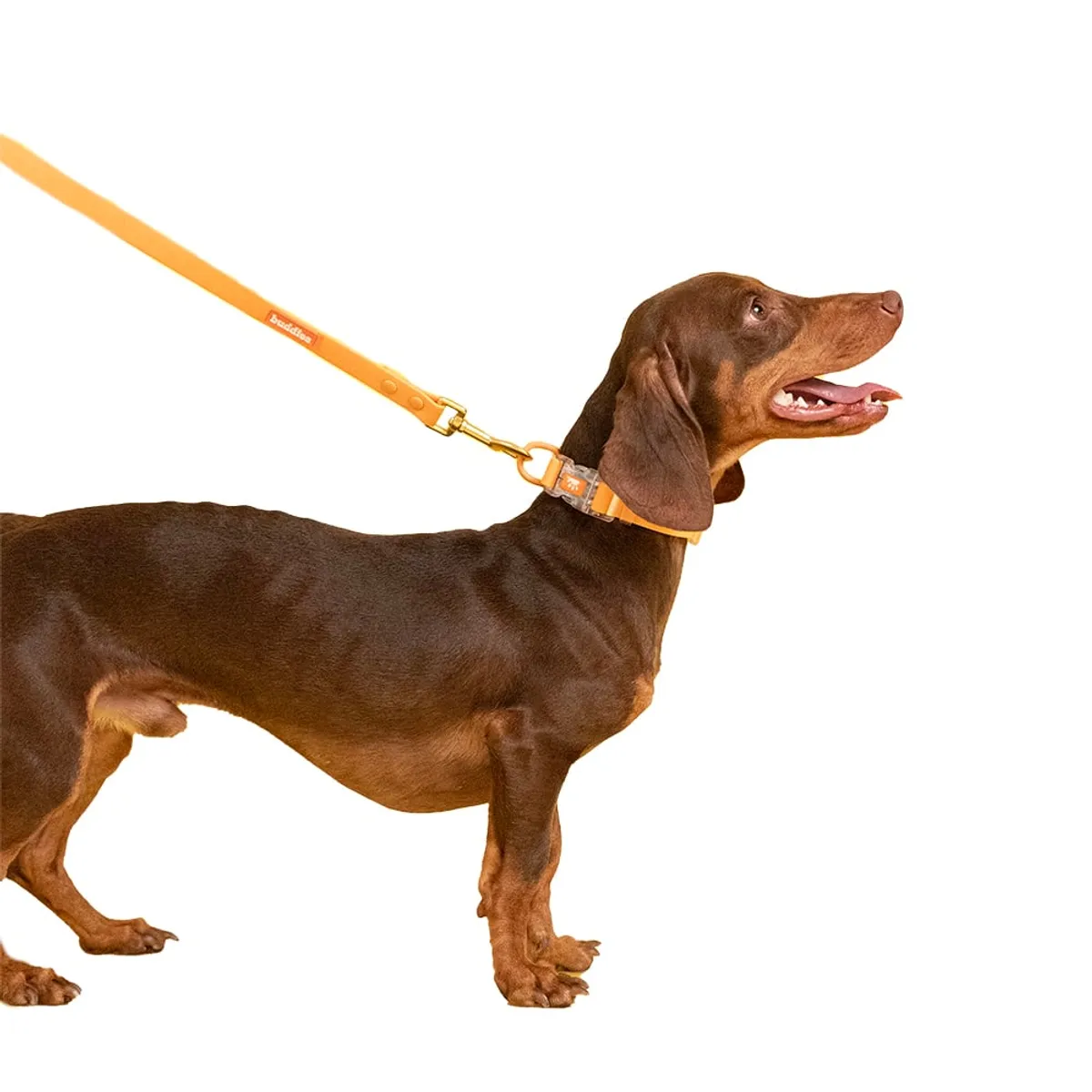 BUDDIES - Collar y correa 152cm Mascotas Naranja S