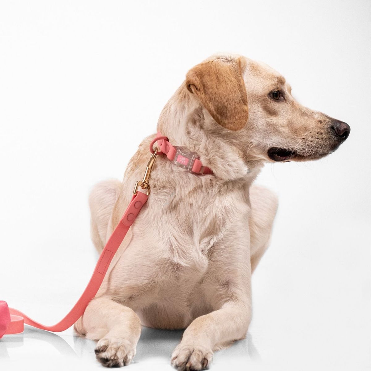 BUDDIES - Collar y correa 152cm Mascotas Rosado M y L