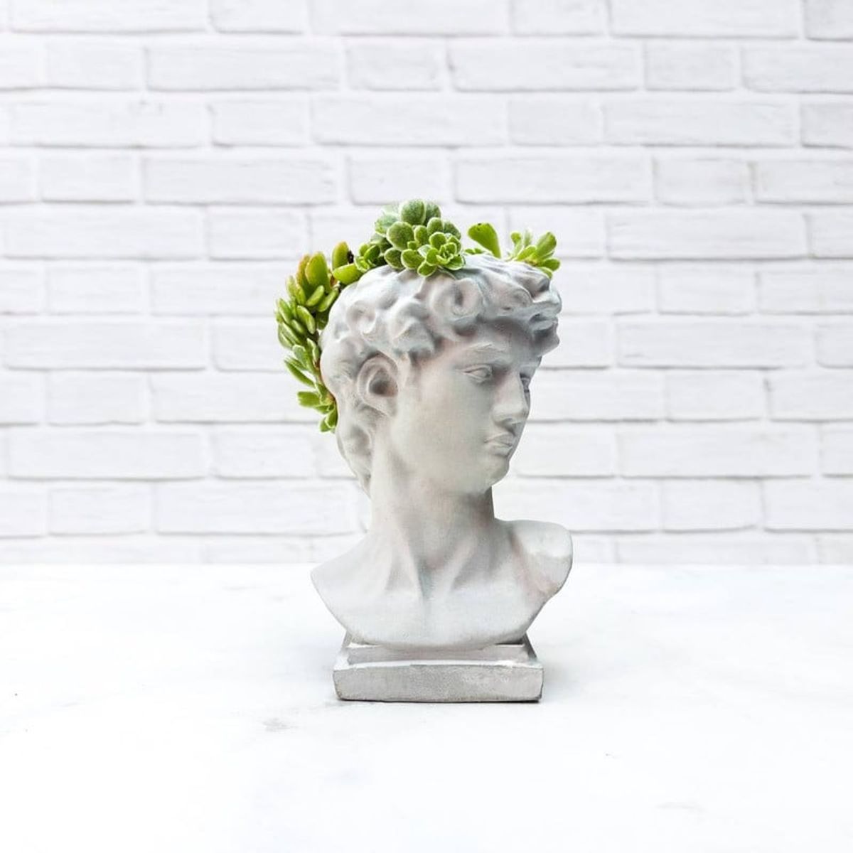 CONKRETE - Maceta de Cemento David + Planta Suculenta modelo aleatorio