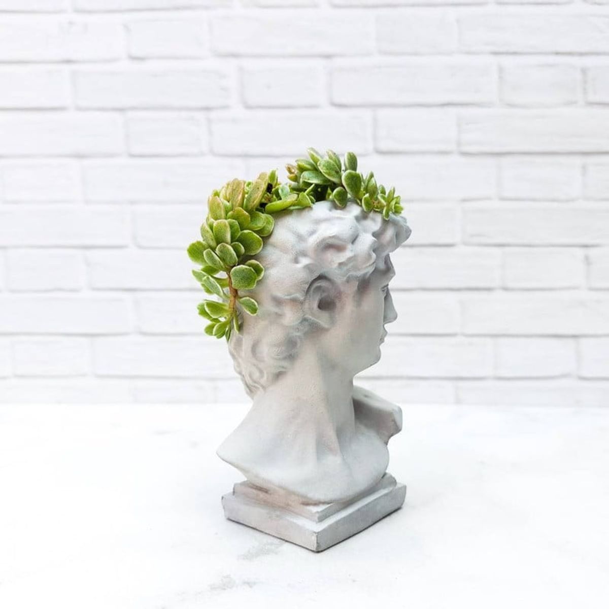 CONKRETE - Maceta de Cemento David + Planta Suculenta modelo aleatorio