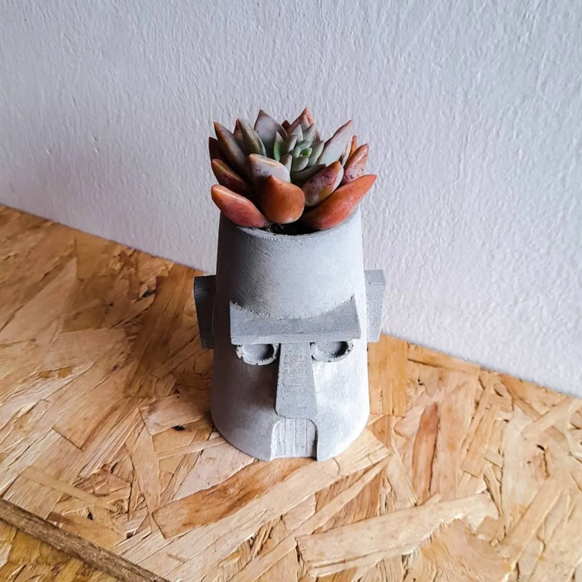 CONKRETE - Maceta de Cemento Casa de Calamardo + Planta Suculenta aleatoria