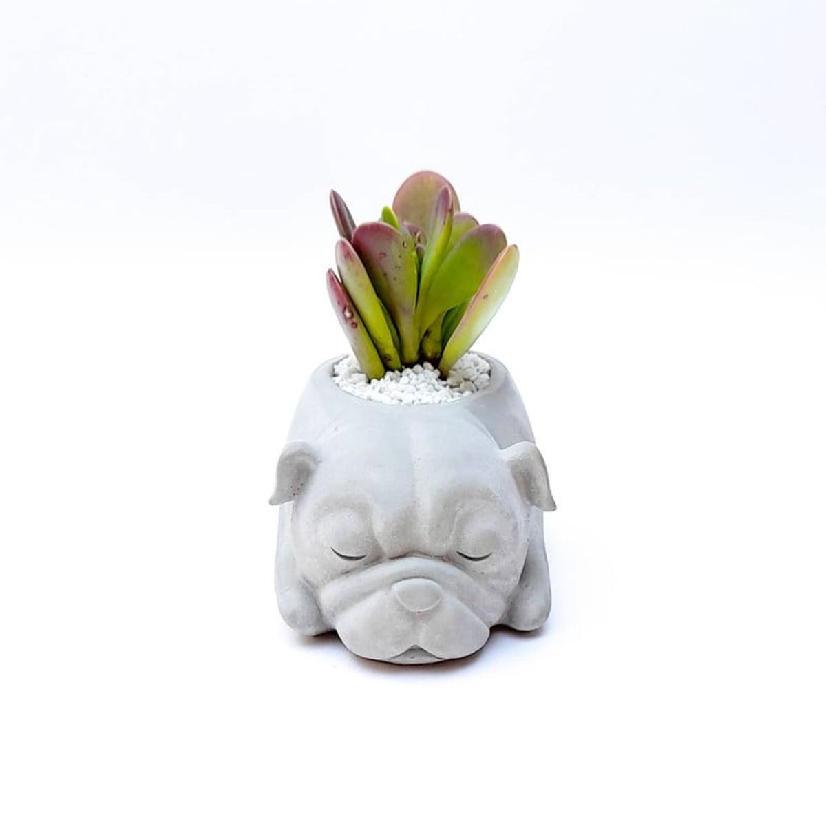 CONKRETE - Maceta de Cemento Perro Pug + Planta Suculenta modelo aleatorio