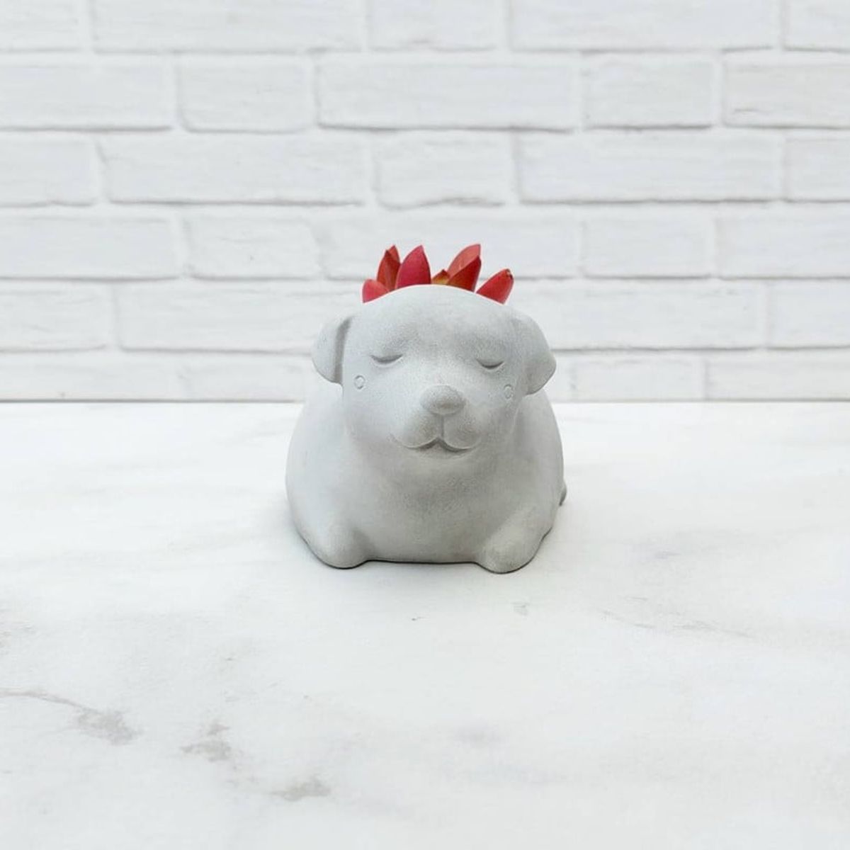 CONKRETE - Maceta de Cemento Perro Labrador + Planta Suculenta aleatoria