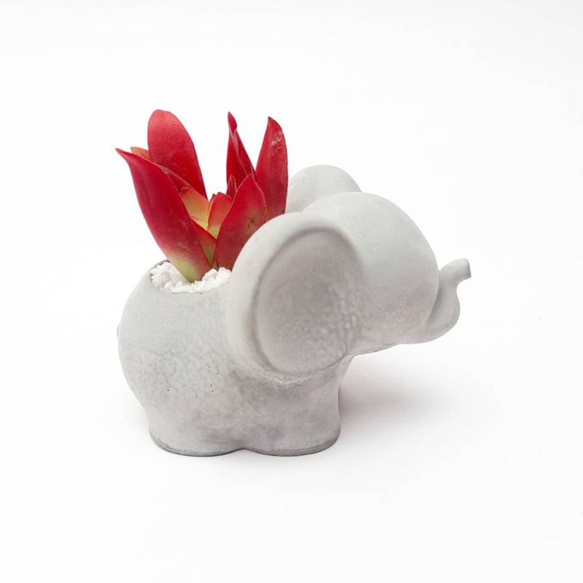 CONKRETE - Maceta de Cemento Elefante + Planta Suculenta aleatoria