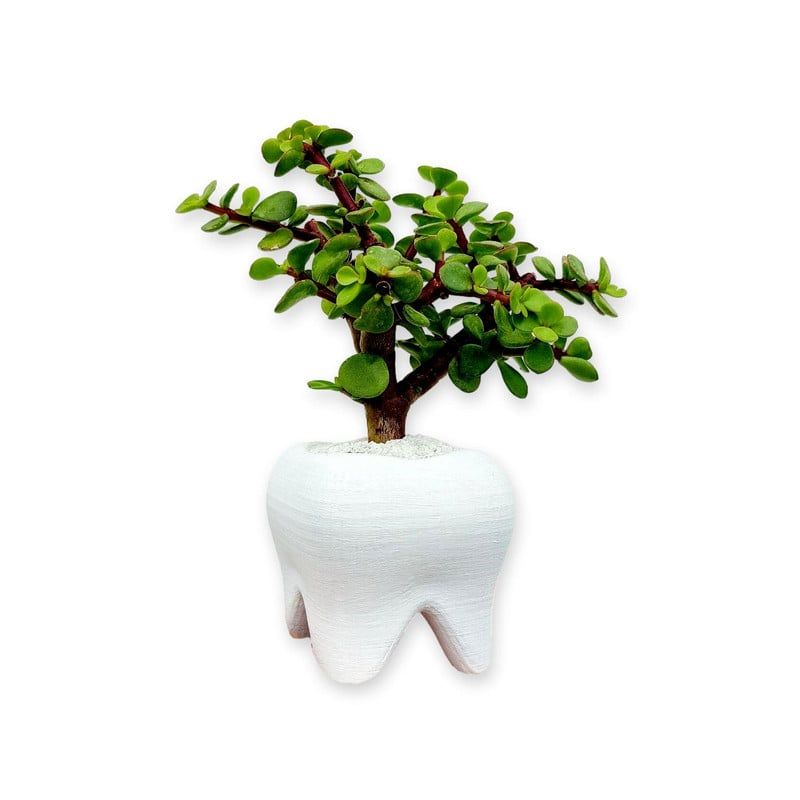 CONKRETE - Maceta de Cemento Diente + Planta Suculenta modelo aleatorio