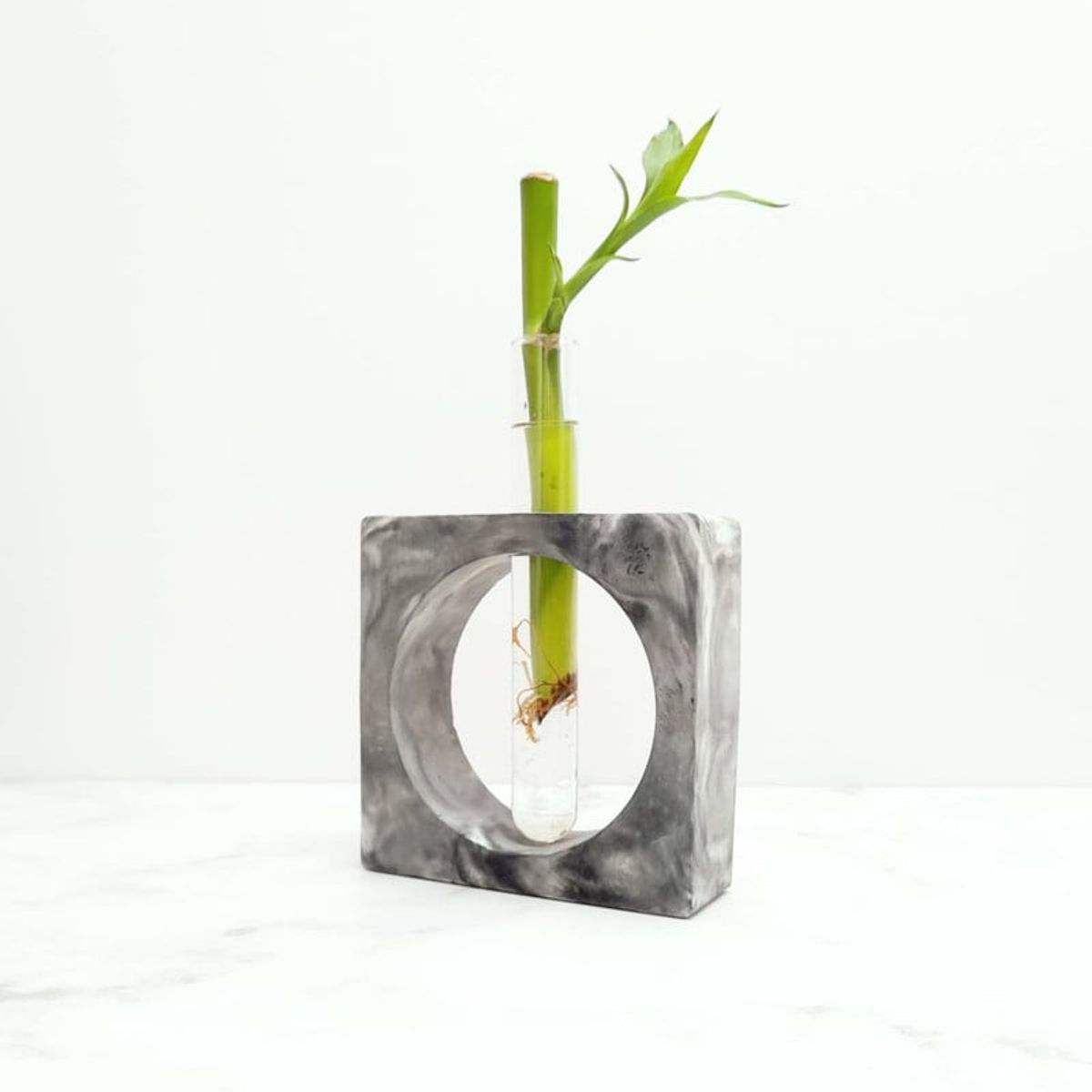 CONKRETE - Maceta de Cemento Bambú Flotante + Planta Bambú