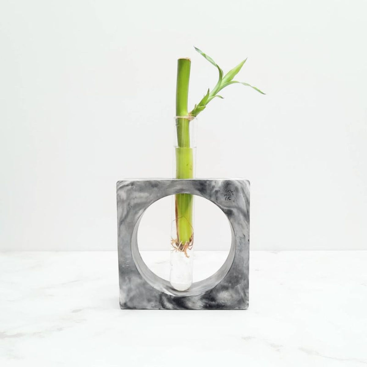 CONKRETE - Maceta de Cemento Bambú Flotante + Planta Bambú