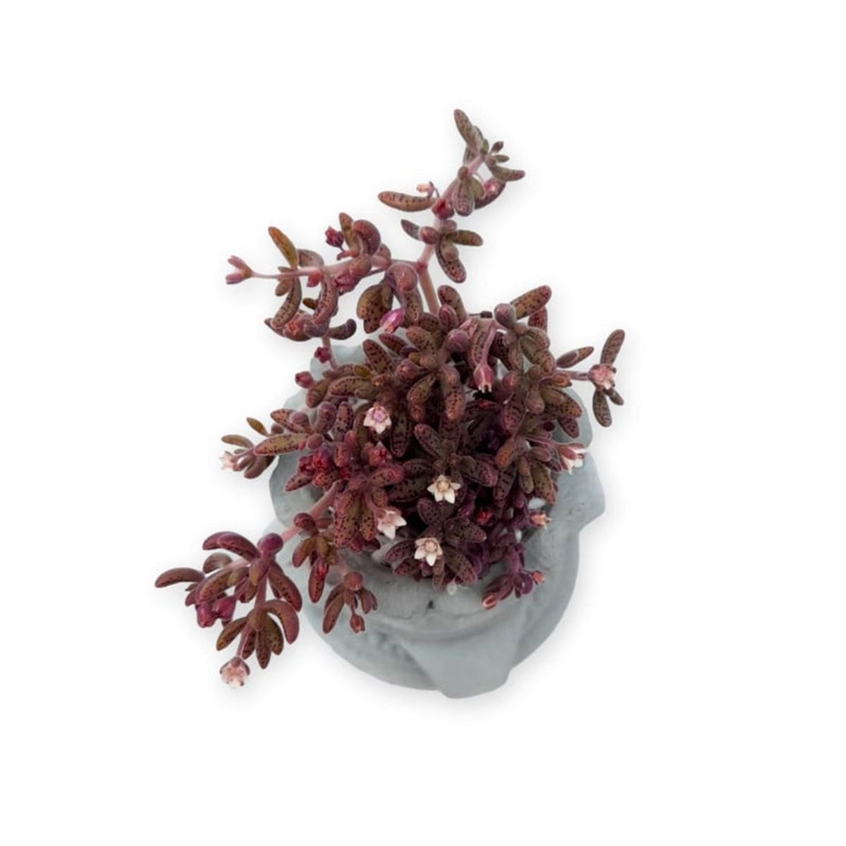 CONKRETE - Maceta de Cemento Columna + Planta Suculenta aleatoria