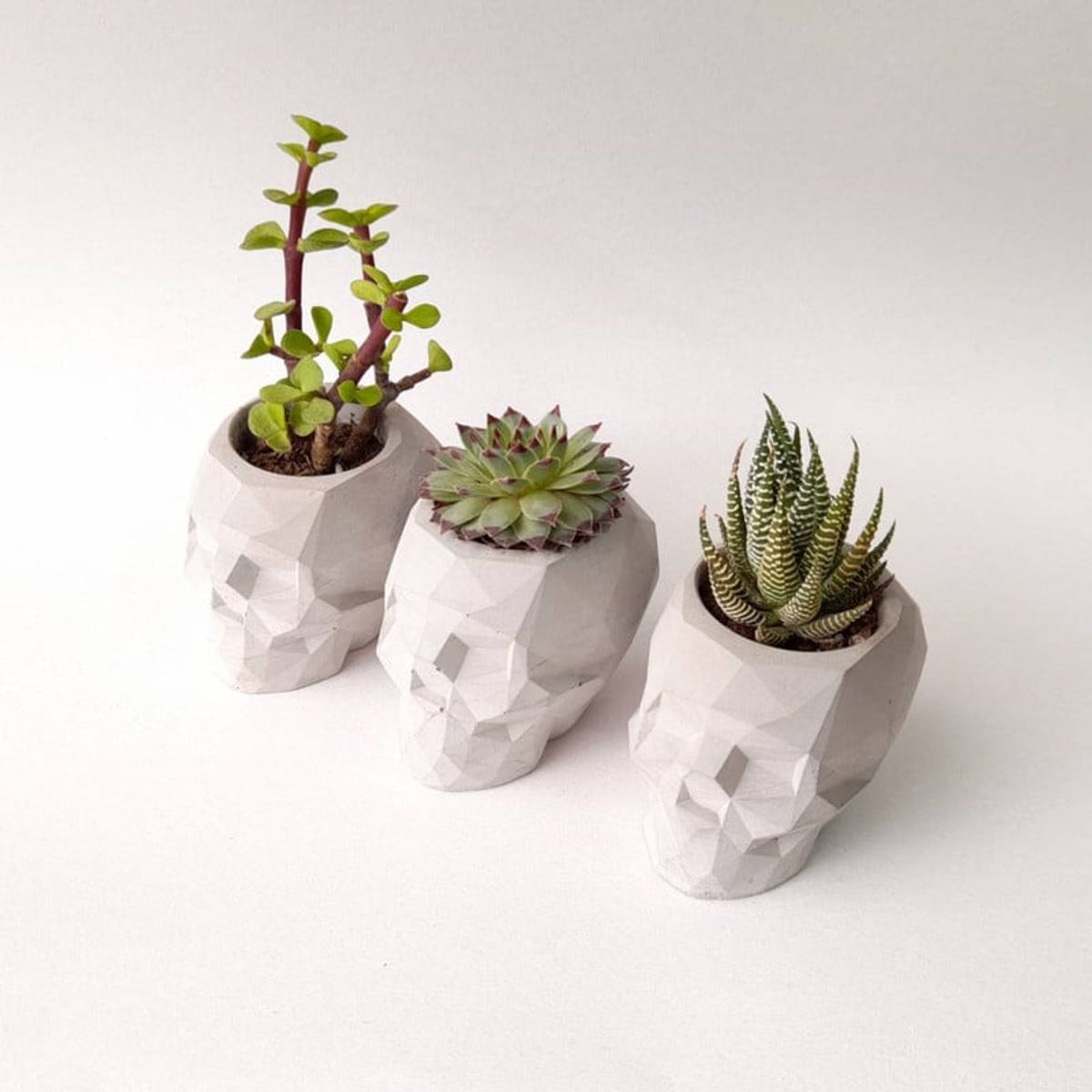 CONKRETE - Maceta de Cemento Cráneo + Planta Suculenta modelo aleatorio