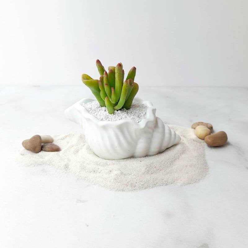 CONKRETE - Maceta de Cemento Caracola + Planta Suculenta aleatoria
