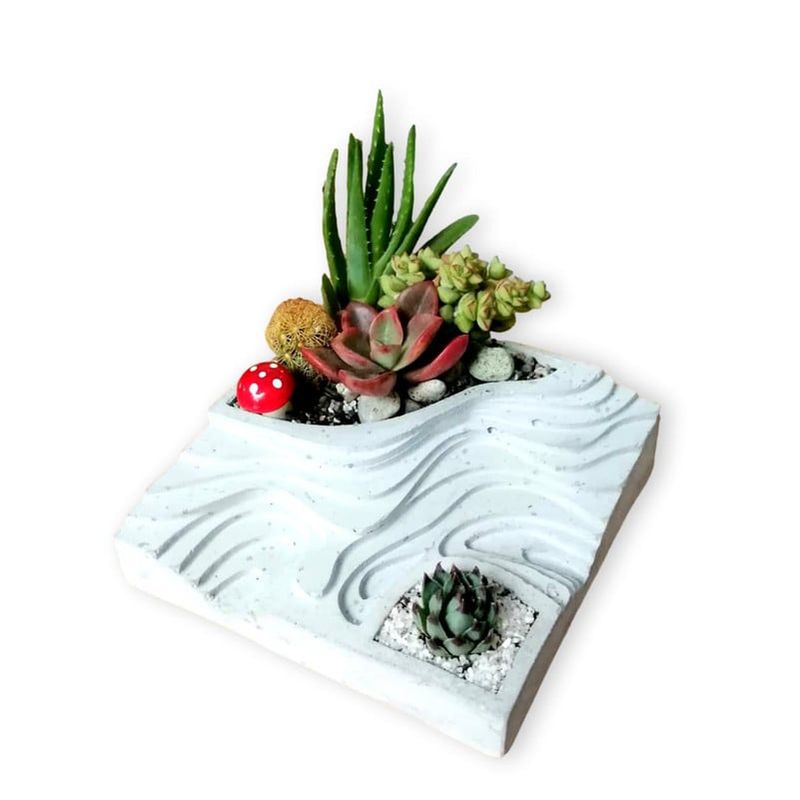 CONKRETE - Maceta de Cemento Terrario Topográfico + Planta Suculenta aleatoria