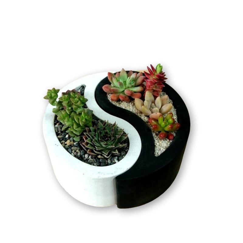 CONKRETE - Maceta de Cemento Yin Yang + Planta Suculenta modelo aleatorio