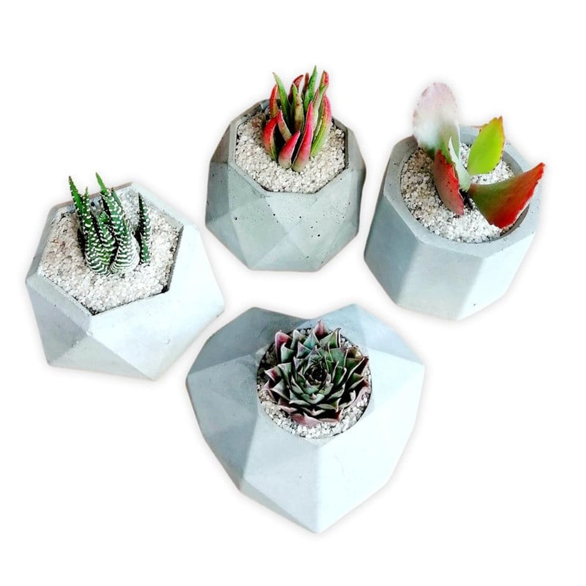CONKRETE - Pack x4 Minimacetas de Cemento + Plantas Suculentas aleatorias