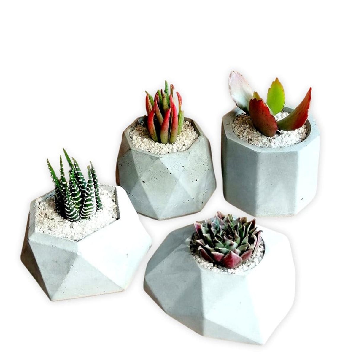 CONKRETE - Pack x4 Minimacetas de Cemento + Plantas Suculentas aleatorias