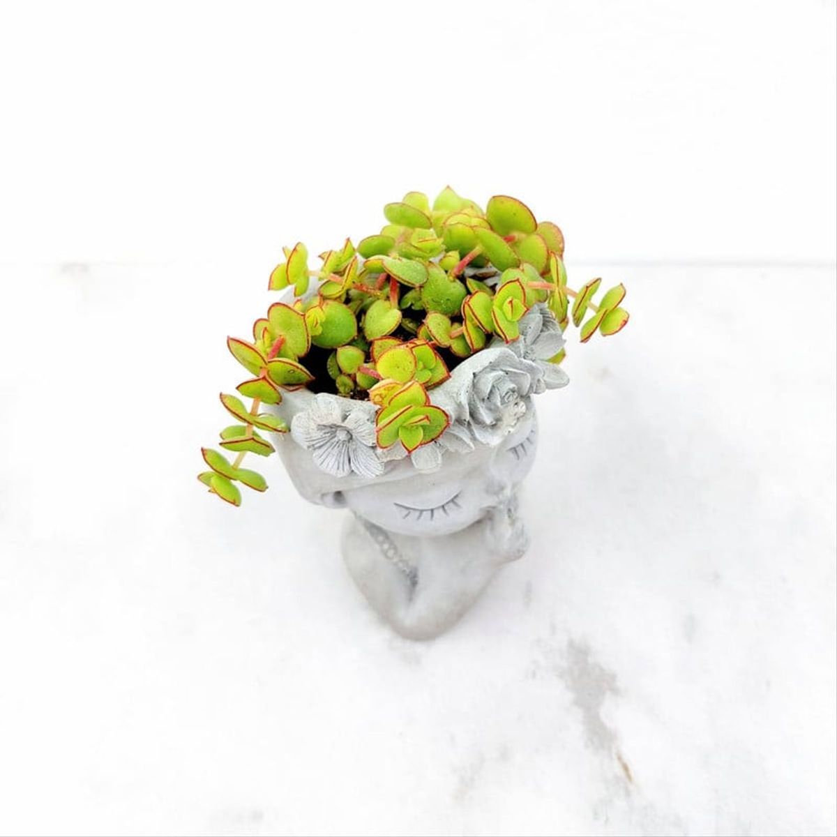 CONKRETE - Maceta de Cemento Sofía Soñadora + Planta Suculenta modelo aleatorio