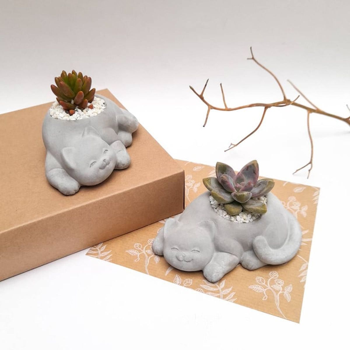 CONKRETE - Maceta de Cemento Gato + Planta Suculenta modelo aleatorio