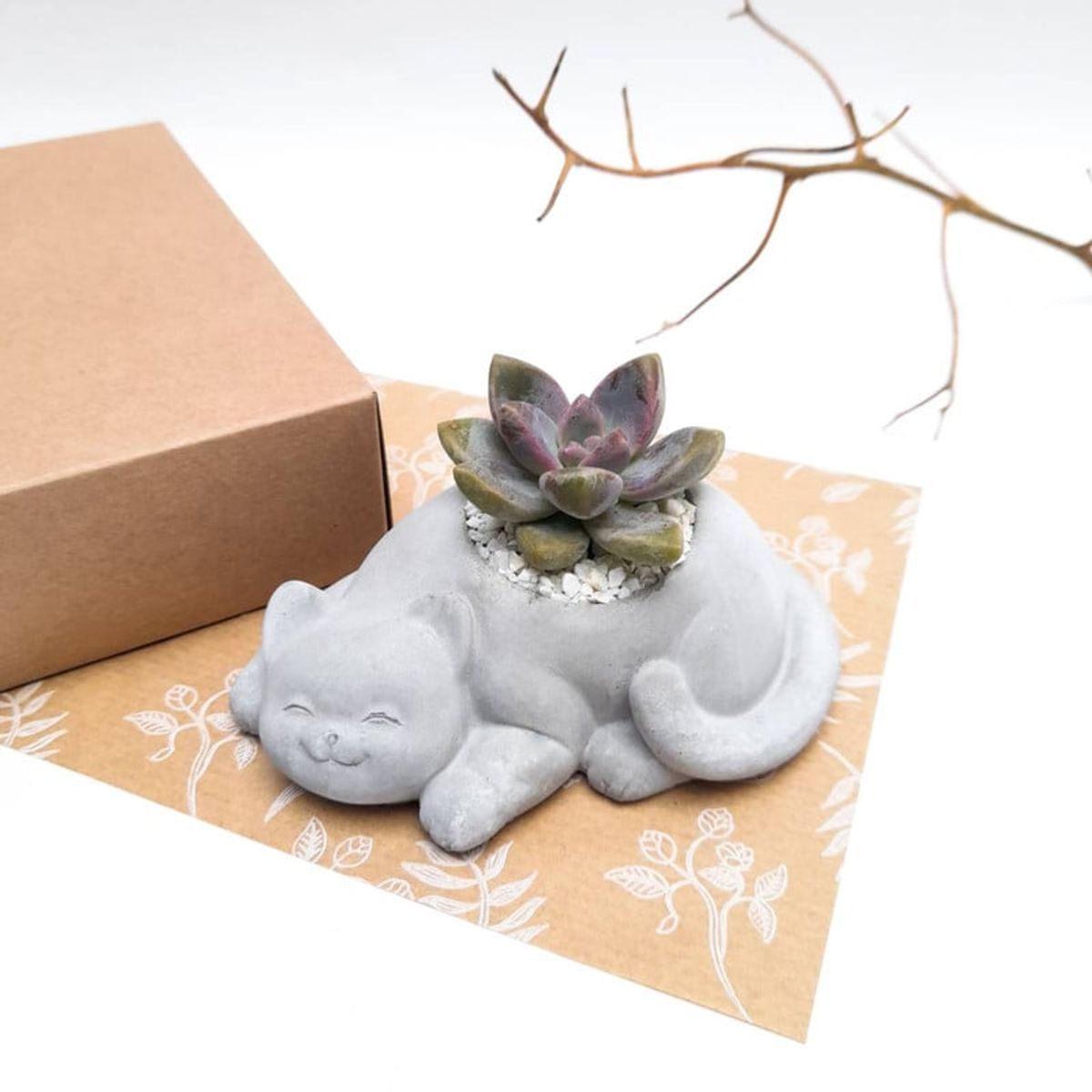 CONKRETE - Maceta de Cemento Gato + Planta Suculenta modelo aleatorio