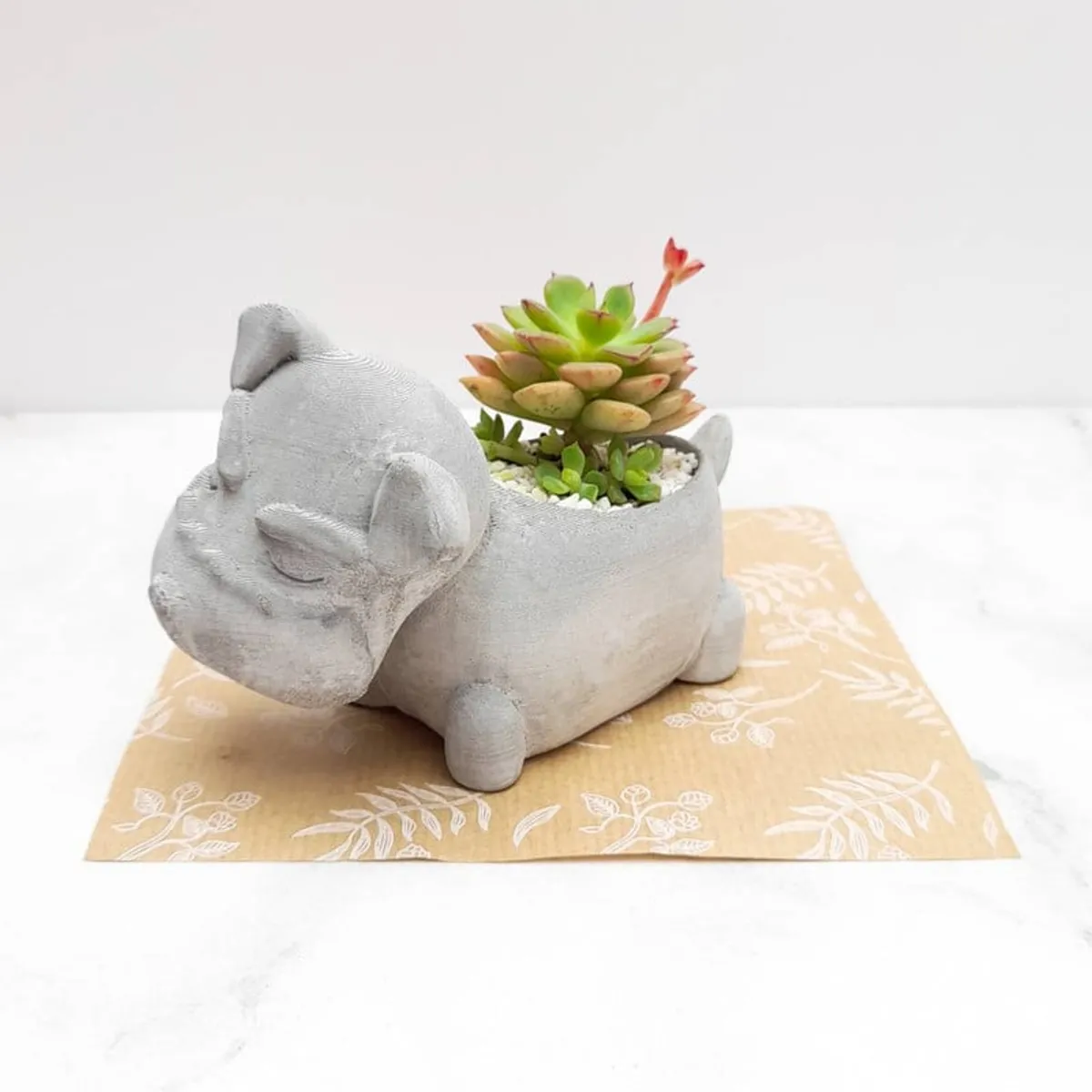 CONKRETE - Maceta de Cemento Perro Schnauzer + Planta Suculenta aleatoria