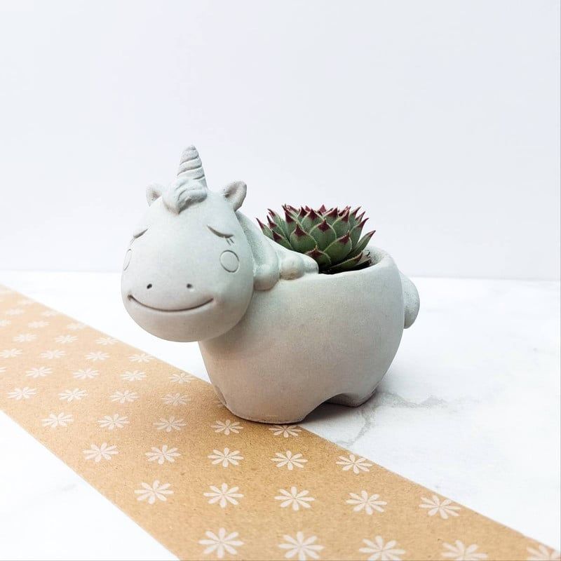 CONKRETE - Maceta de Cemento Unicornio + Planta Suculenta aleatoria