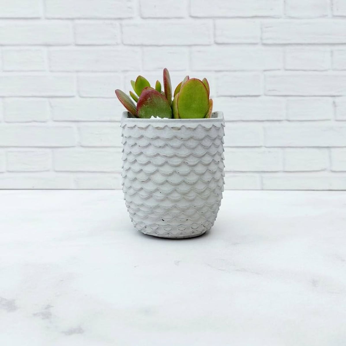 CONKRETE - Maceta de Cemento Búho + Planta Suculenta modelo aleatorio