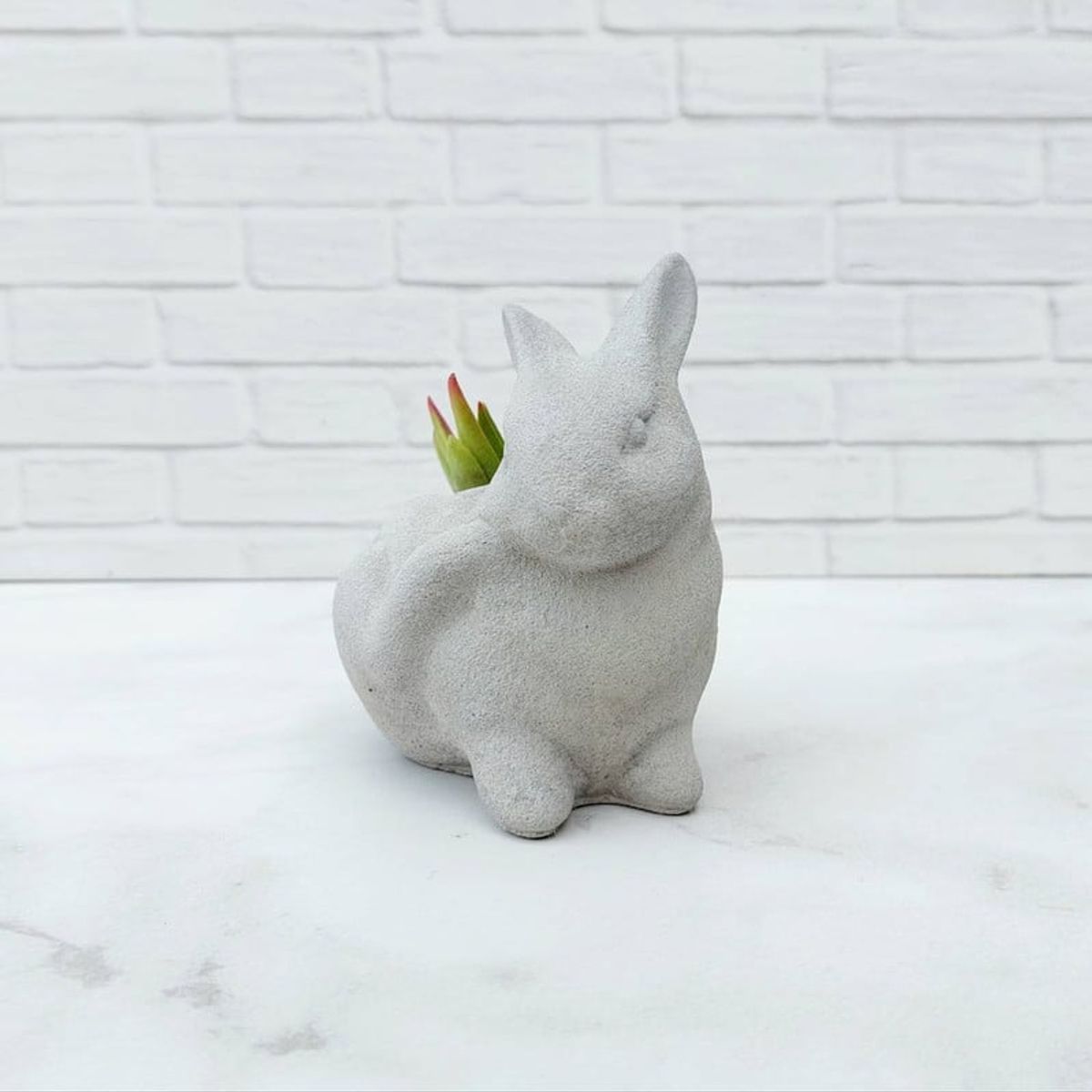 CONKRETE - Maceta de Cemento Conejo + Planta Suculenta modelo aleatorio