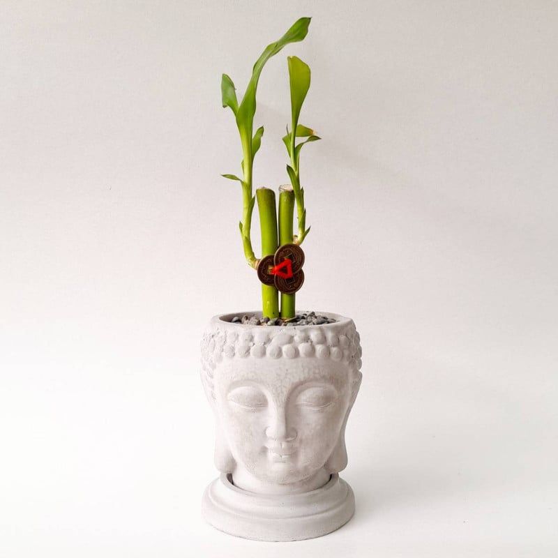CONKRETE - Maceta de Cemento Buddha + Planta Suculenta modelo aleatorio