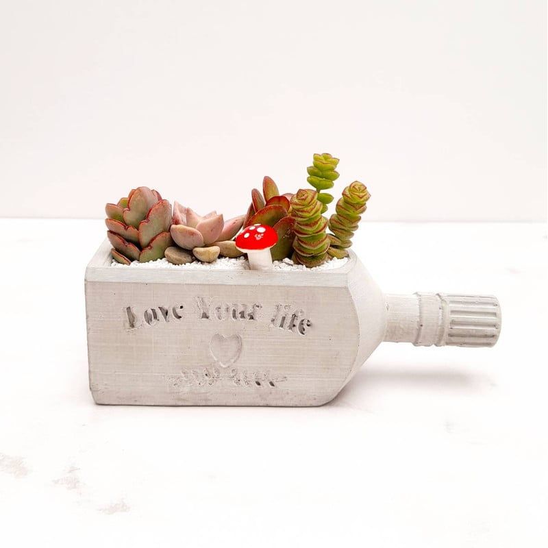 CONKRETE - Maceta de Cemento Terrario Botella + Planta Suculenta aleatoria
