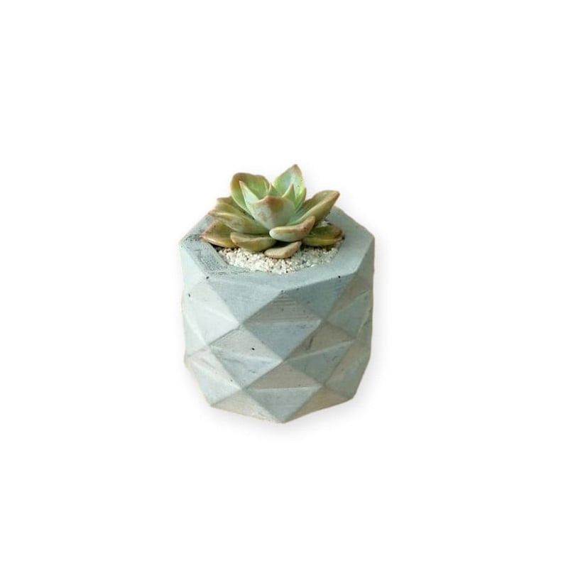 CONKRETE - Maceta de Cemento Geométrica + Planta Suculenta aleatoria