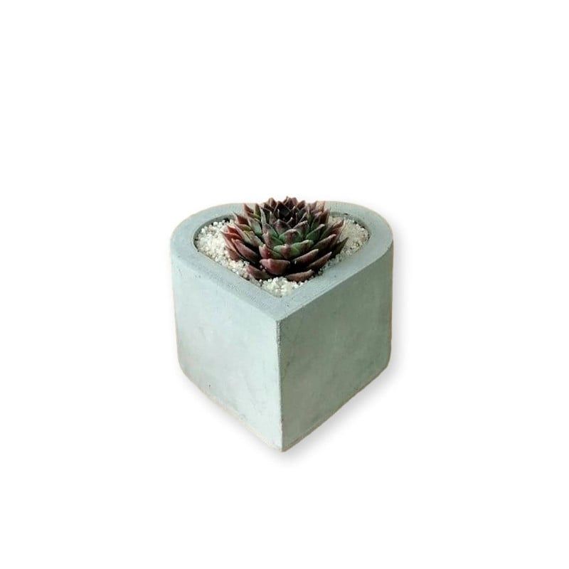 CONKRETE - Maceta de Cemento Corazón + Planta Suculenta aleatoria