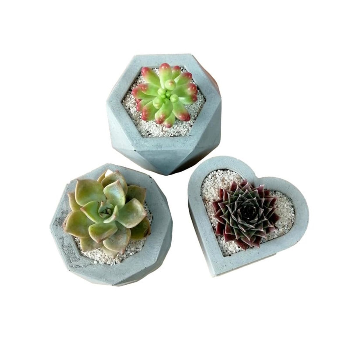 CONKRETE - Pack x3 Macetas de Cemento Geométricas + Plantas Suculentas aleatorias