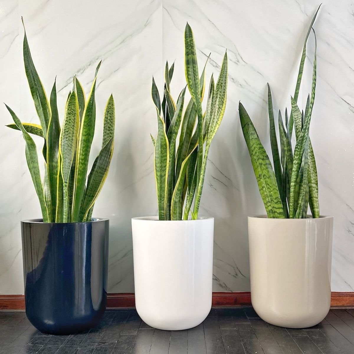 GENERICO - Sansevieria Golden en maceta de fibra de vidrio Lengua de suegra